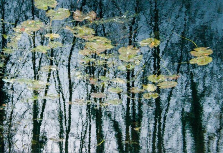 cover-listen-to-the-sound-of-the-forest-768x689 (1)